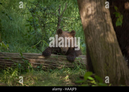 Vier Monate alten Kamtschatka Braunbär (Ursus Arctos Beringianus) namens Bruno in Brno Zoo in Südmähren, Tschechien. Der Bärenjunge wurde Bruno geboren. Stockfoto