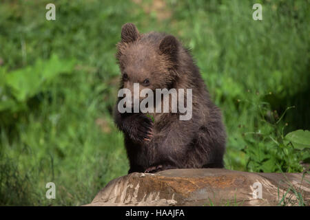 Vier Monate alten Kamtschatka Braunbär (Ursus Arctos Beringianus) namens Bruno in Brno Zoo in Südmähren, Tschechien. Der Bärenjunge wurde Bruno geboren. Stockfoto