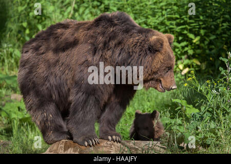 Vier Monate alten Kamtschatka Braunbär (Ursus Arctos Beringianus) namens Bruno mit seiner Mutter Kamtschatka in Brno Zoo in Südmähren, Tschechien. Th Stockfoto