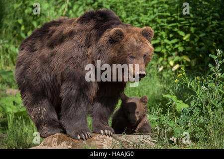 Vier Monate alten Kamtschatka Braunbär (Ursus Arctos Beringianus) namens Bruno mit seiner Mutter Kamtschatka in Brno Zoo in Südmähren, Tschechien. Th Stockfoto