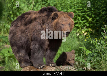 Vier Monate alten Kamtschatka Braunbär (Ursus Arctos Beringianus) namens Bruno mit seiner Mutter Kamtschatka in Brno Zoo in Südmähren, Tschechien. Th Stockfoto