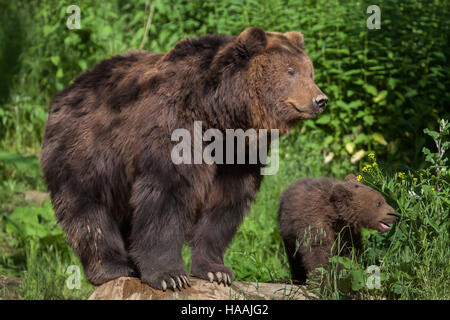 Vier Monate alten Kamtschatka Braunbär (Ursus Arctos Beringianus) namens Bruno mit seiner Mutter Kamtschatka in Brno Zoo in Südmähren, Tschechien. Th Stockfoto