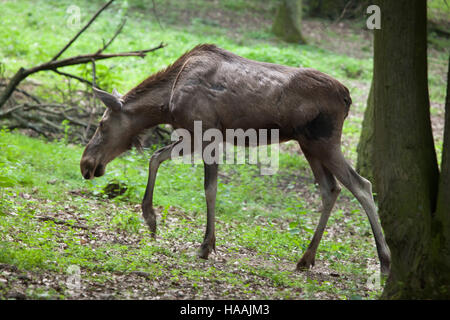 Eurasischen Elch (Alces Alces Alces), auch bekannt als der eurasischen Elch. Stockfoto