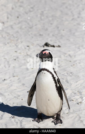 Ein Erwachsener afrikanischer Pinguin (Spheniscus Demersus), Boulders Beach, Cape Town South Africa Stockfoto