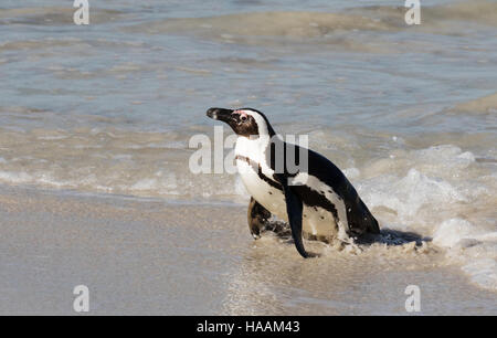 Eine afrikanische Pinguin (Spheniscus Demersus) aus dem Meer, Boulders Beach, Cape Town South Africa Stockfoto