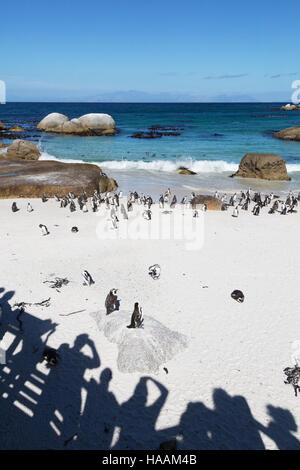 Touristen fotografieren die afrikanischen Pinguine am Boulders Beach, Cape Town, Südafrika Stockfoto