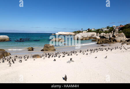 Die Kolonie von afrikanischen Pinguine (Spheniscus Demersus), Boulders Beach, Kapstadt, Südafrika Stockfoto