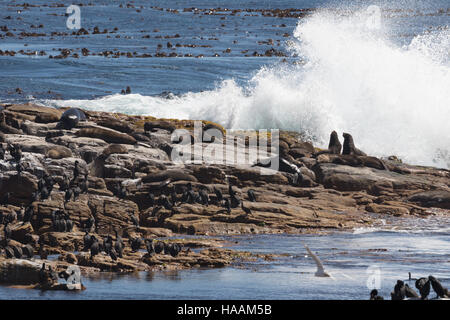 Seebär und Cape Kormoran Kapkolonie, Nationalpark Kap der guten Hoffnung, Kap-Halbinsel, Südafrika Stockfoto