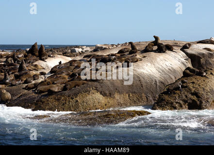 Kap-Seebären (Arctocephalus percivali) auf Seal Island (Dyer Island), Hout Bay, Kapstadt, Südafrika Stockfoto