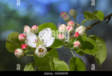 Apple-Ast mit blühenden Blumen an einem klaren sonnigen Tag. Stockfoto