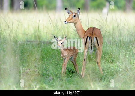 Impala (Aepyceros Melampus) Mutter und neugeborenes Kind, Baby, Masai Mara National Reserve, Kenia Stockfoto