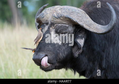 Kaffernbüffel (Syncerus Caffer) mit Yellow-billed Oxpeckers (Buphagus Africanus) auf seinen Kopf, Masai Mara National Reserve, Kenia Stockfoto