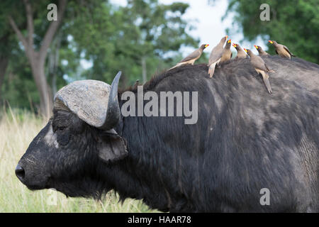 Gelb-billed Oxpeckers (Buphagus Africanus) sitzt auf der Rückseite der Kaffernbüffel (Syncerus Caffer), Masai Mara National Reserve, Kenia Stockfoto