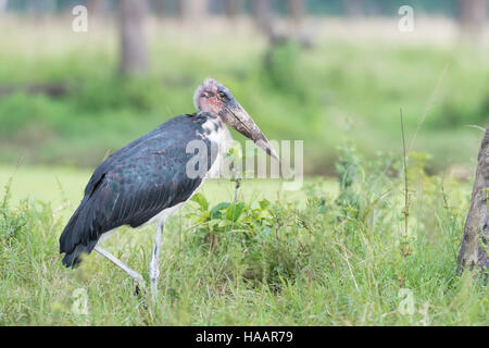 Marabou Storch (Leptoptilos Crumeniferus) stehen im Rasen, Masai Mara national reserve, Kenia. Stockfoto