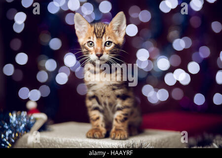 Kätzchen sitzen auf einer Geschenkbox mit Bokeh Hintergrund Stockfoto