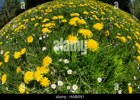 Gemeiner Löwenzahn, Wiesen-Löwenzahn, Kuhblume, Löwenzahnwiese, Taraxacum Officinale, Taraxacum Sect. Ruderalia, Löwenzahn, Dent de Lion, fisheye Stockfoto