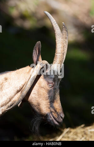 Vierhornziege Vierhorn-Ziege Hausziege, Ziege, Haustierrasse, Capra Aegagrus Hircus, Hausziege, vier Horn Ziege, vier-Horn-Ziege Stockfoto