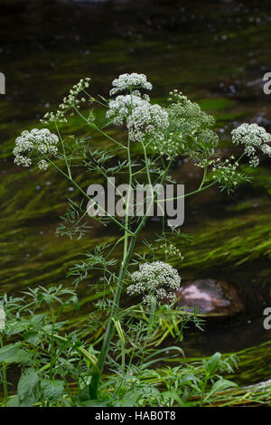 Wasser-Schierling, Schierling, Wasserschierling, Wüterich, Cicuta Virosa, Engelwurze Virosum, Wasserschierling, nördlichen Wasser Hemlock Stockfoto