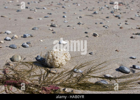 Wellhornschnecke, Wellhorns-Schnecke, Eiballen bin Eikapseln, Eier, Ei, Strang, Laich, Buccinum Undatum, Coxe, gemeinsame Wellhornschnecke, essbare europäischen Wellhornschnecke, Welle Stockfoto