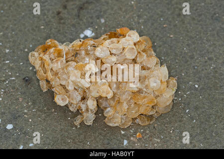 Wellhornschnecke, Wellhorns-Schnecke, Eiballen bin Eikapseln, Eier, Ei, Strang, Laich, Buccinum Undatum, Coxe, gemeinsame Wellhornschnecke, essbare europäischen Wellhornschnecke, Welle Stockfoto