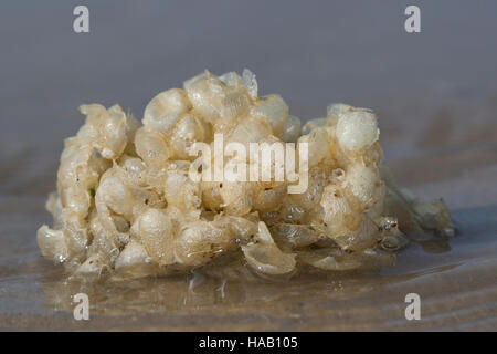 Wellhornschnecke, Wellhorns-Schnecke, Eiballen bin Eikapseln, Eier, Ei, Strang, Laich, Buccinum Undatum, Coxe, gemeinsame Wellhornschnecke, essbare europäischen Wellhornschnecke, Welle Stockfoto