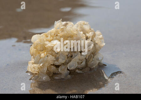 Wellhornschnecke, Wellhorns-Schnecke, Eiballen bin Eikapseln, Eier, Ei, Strang, Laich, Buccinum Undatum, Coxe, gemeinsame Wellhornschnecke, essbare europäischen Wellhornschnecke, Welle Stockfoto