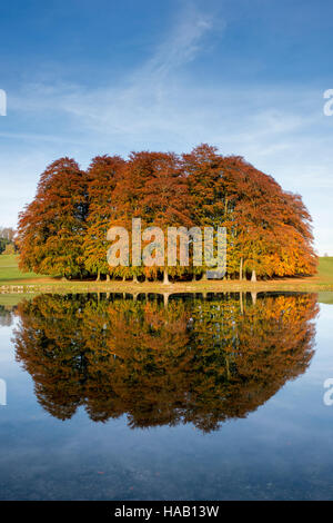 Buche und See Reflexionen im Herbst. Blenheim Palace Park, Oxfordshire, England Stockfoto