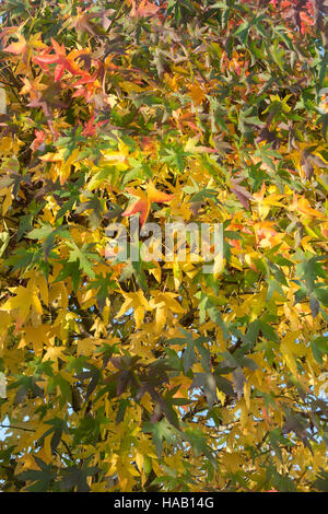 Liquidambar styraciflua. Bunte Sweet Gum Tree Blätter im Herbst Stockfoto