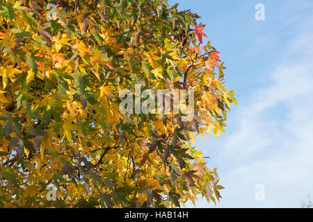 Liquidambar styraciflua. Bunte Sweet Gum Tree Blätter im Herbst Stockfoto