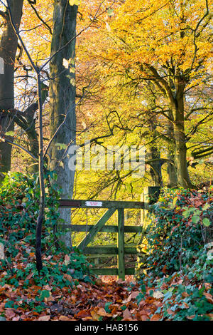 Keine Vorfahrt an ein hölzernes Tor im Herbst Cotswold grünen Schild. Gloucestershire, England Stockfoto