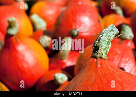 Red Kuri Kürbis, japanische Squash, Orange Hokkaido, Baby rot Hubbard Squash Uchiki Kuri Kürbis Stockfoto