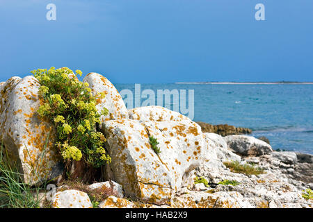 Aurinia Inselbogens (Basket of Gold, Goldstaub, Rock Scharfkraut) auf Felsen mit braunem Moos und das Meer im Hintergrund Stockfoto