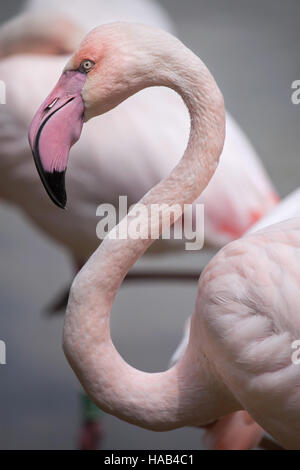 Rosaflamingo (Phoenicopterus Roseus). Stockfoto