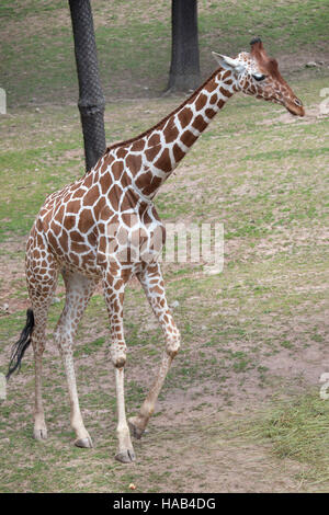 Netzartige Giraffe (Giraffa Plancius Reticulata), auch bekannt als die somalische Giraffe. Stockfoto