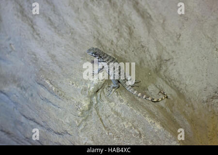 Nördlichen lockig-angebundene Eidechse (Leiocephalus Carinatus). Stockfoto