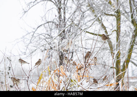 Spatz auf Zweige von Büschen. Winter unter der Woche Spatzen. Gemeinsamen Spatz auf den Zweigen der Johannisbeeren. Stockfoto