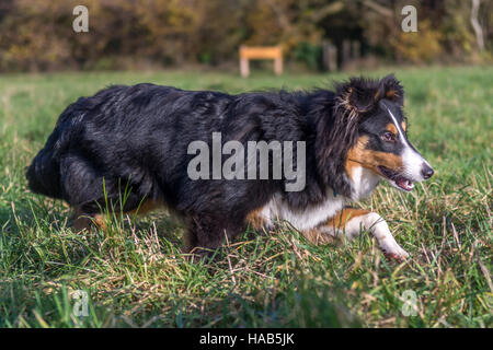Shetland Sheepdog Stockfoto
