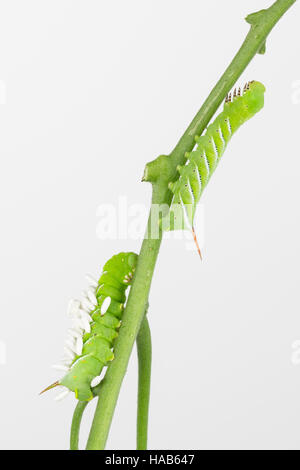 Nahaufnahme von 2 Tabak Hornworms Larven, einer parasitären Braconiden Wespe mit textfreiraum zu sterben. Stockfoto