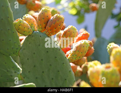 viele Reife indische Feigen Opuntia oder Stachelige Birne in der Kaktus Stockfoto