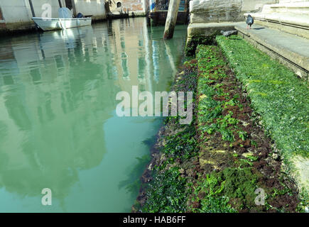 Zwei Tauben auf der Treppe bedeckt mit Algen an einem Kanal bei Ebbe in Venedig in Italien Stockfoto