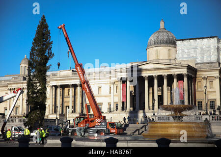 Trafalgar Square. London, UK 28. November 2016 Installation der norwegischen Spruce Christmas tree auf dem Londoner Trafalgar Square an einem sonnigen aber kalten Morgen. Jedes Jahr seit 1947, wurde ein Weihnachtsbaum durch die Stadt von Oslo, Norwegen, der City of London, als Geschenk gegeben. Die Umschaltung der Lichter stattfinden am Donnerstag, 1. Dezember 2016.  Bildnachweis: Dinendra Haria/Alamy Live-Nachrichten Stockfoto