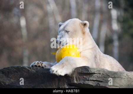 Berlin, Deutschland. 28. November 2016. Eisbär Wolodja spielt mit einem Ball in einem Gehege im Zoo in Berlin, Deutschland, 28. November 2016. Foto: PAUL ZINKEN/Dpa/Alamy Live News Stockfoto