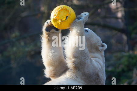 Berlin, Deutschland. 28. November 2016. Eisbär Wolodja spielt mit einem Ball in einem Gehege im Zoo in Berlin, Deutschland, 28. November 2016. Foto: PAUL ZINKEN/Dpa/Alamy Live News Stockfoto