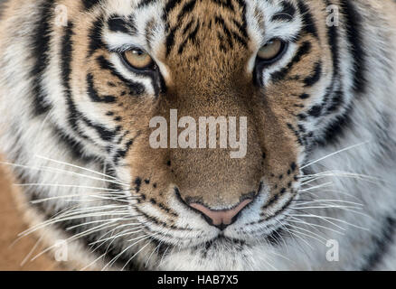 Berlin, Deutschland. 28. November 2016. Der sibirische Tiger schaut Aurora die Besucher im Zoo in Berlin, Deutschland, 28. November 2016. Foto: Paul Zinken/Dpa/Alamy Live News Stockfoto