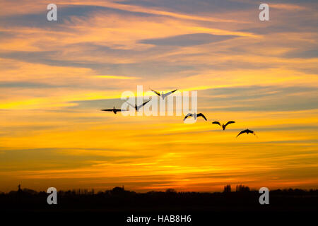 Burscough, Lancashire. UK Wetter. 28. November 2016. Kalter November Nacht mit einem bunten Sonnenuntergang über Martin rein. WWT Martin bloße ist ein Feuchtgebiet, das Naturschutzgebiet am Besten im Winter, ziehen riesige Herden von Wildtieren, Knäuel rosa-Gänse und Pfeifente, viele Singschwänen und riesige Herden von kiebitze. Die bloße begrüßt tausende Zugvögel auf den 650 Hektar großen Naturschutzgebiet jedes Jahr. Die Gänse werden aus Island reisen die Winter im Süden von Großbritannien zu verbringen, und Sie verwenden WWT Martin bloße fast als Service Station, um sich auszuruhen und Re - Kraftstoff Stockfoto