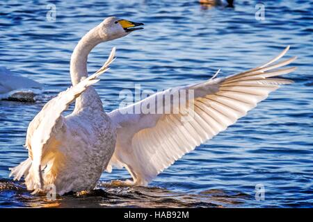 Whooper Schwäne, Burscough, Lancashire.  28.11.2016: Wenn der Sommer bis zum Herbst weicht, fast die gesamte Bevölkerung von Singschwänen begeben Sie sich auf eine unglaubliche Reise von ihren Brutplätzen in Island Winter in Großbritannien zu verbringen.  Mehrere tausend finden Sie Ruhe und eine Fülle von Lebensmitteln bei der Martin bloße Feuchtgebiete in Burscough, Lancashire.  Bildnachweis: EnVoguePhoto/Alamy Live-Nachrichten Stockfoto