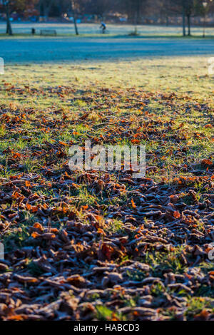 Clapham Common, London, UK. 29. November 2016. Es ist kalt und frostig Morgen auf Clapham Common. London, 29. November 2016. Bildnachweis: Guy Bell/Alamy Live-Nachrichten Stockfoto