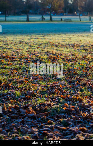 Clapham Common, London, UK. 29. November 2016. Es ist kalt und frostig Morgen auf Clapham Common. London, 29. November 2016. Bildnachweis: Guy Bell/Alamy Live-Nachrichten Stockfoto