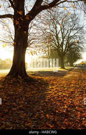 Abington Park, Northampton, Großbritannien 29. November 2016, am frühen Morgensonne scheint durch die Bäume heute morgen aufleuchten der letztes Herbst Blätter. Bildnachweis: Keith J Smith. / Alamy Live News Stockfoto