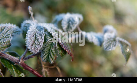 London, UK. 29. November 2016. Ein kalter Start in den Tag in Rickmansworth Aquadrome in Nordwest-London, als über Nacht Temperaturen unter dem Gefrierpunkt produziert eine dicke Schicht von morgen Frost. Temperaturen werden voraussichtlich heute Abend noch kälter werden. Bildnachweis: Stephen Chung / Alamy Live News Stockfoto